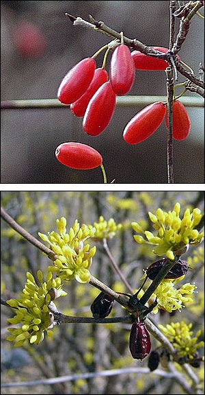 산수유 열매(위). 지난해 여물었던 산수유가 시든 채 매달려 있다(아래). 2006년 3월. 